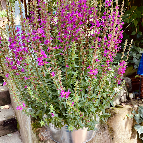 Eine aufstrebende Pflanze mit lila Blüten