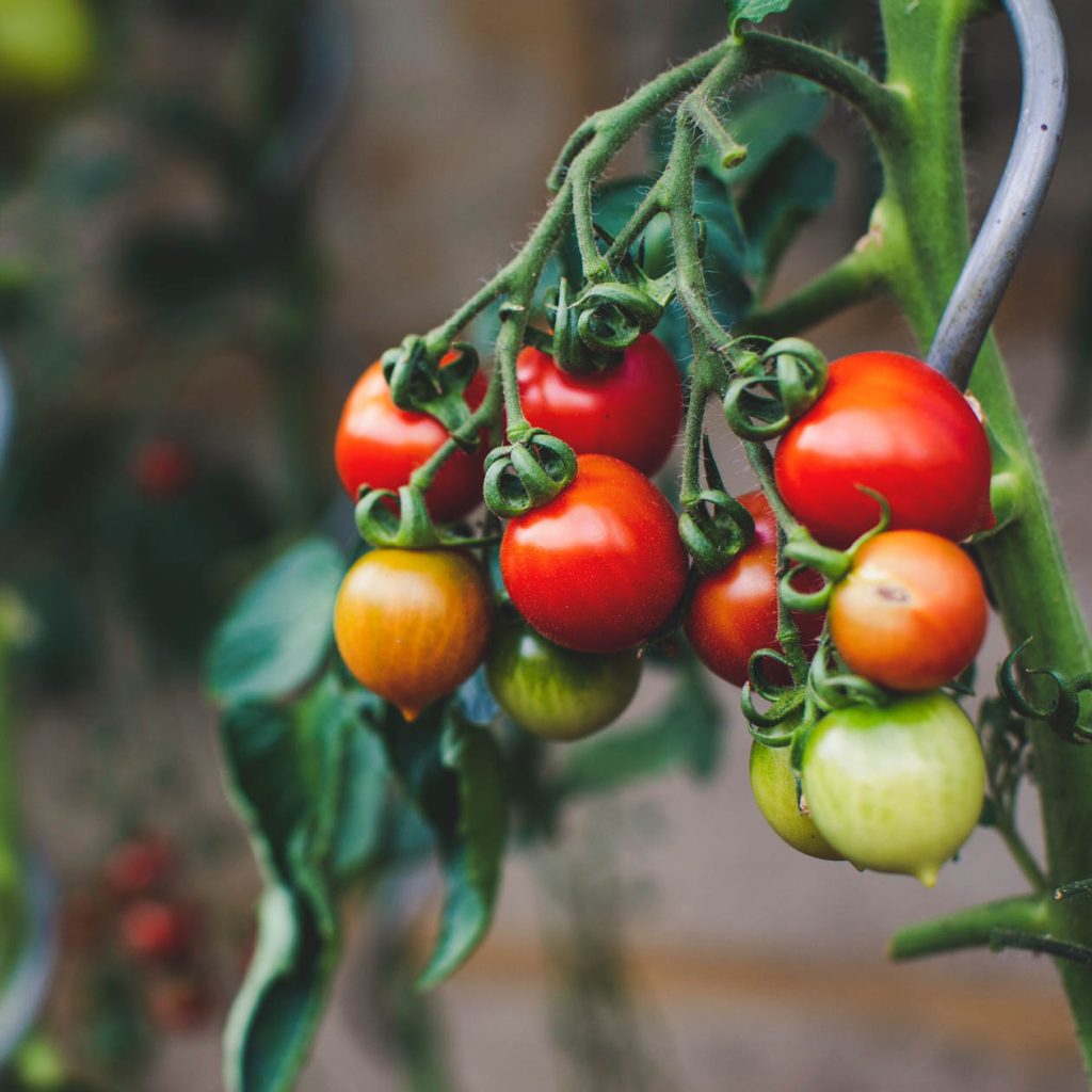 Tomatenpflanze mit reifen und grünen Tomaten